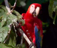 Guacamayo rojo y azul del Manu