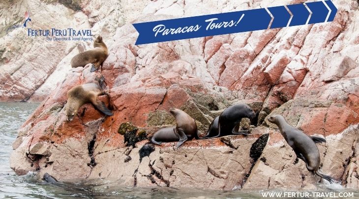 Sea lions relaxing on the shore of Ballestas Island