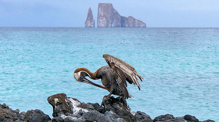 Ave marina de las Galápagos - vista durante un crucero de 5 días por las Islas Galápagos