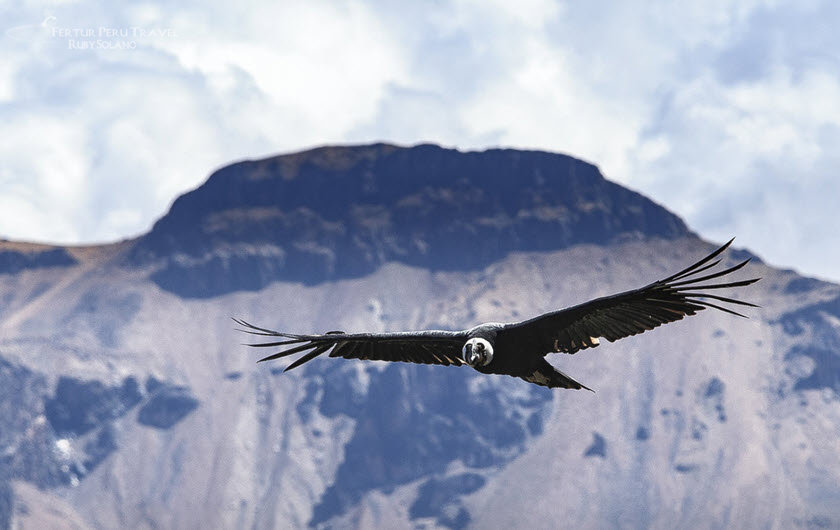 Condor in Colca Canyon Peru