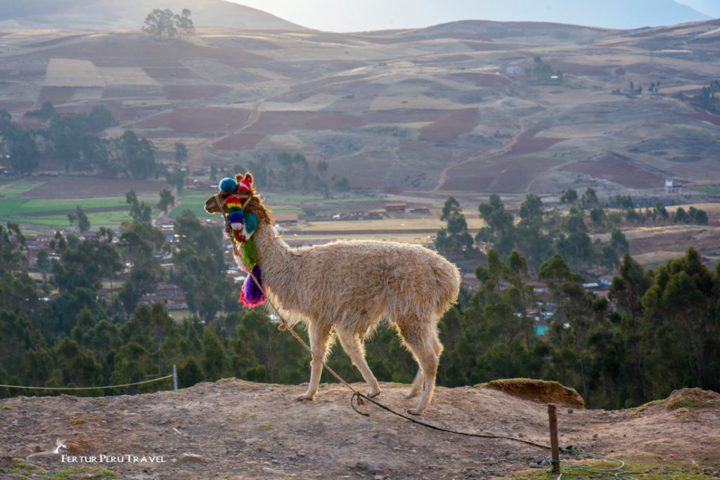 Una llama mira hacia el Valle Sagrado de los Incas