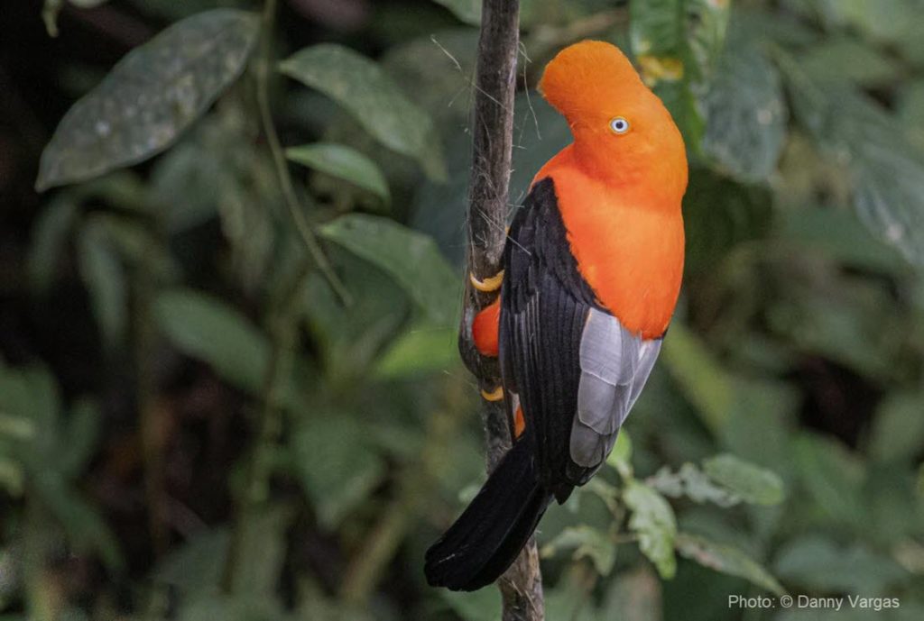 Observación de aves en Cusco: un icónico Gallito de las Rocas andino en el Camino Inca a Machu Picchu  