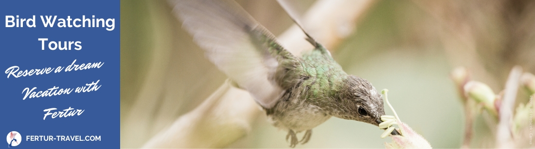 Green-and-white Hummingbird (Amazilia viridicauda) near Machu Picchu - Bird watching in Peru, tours with Fertur Peru Travel