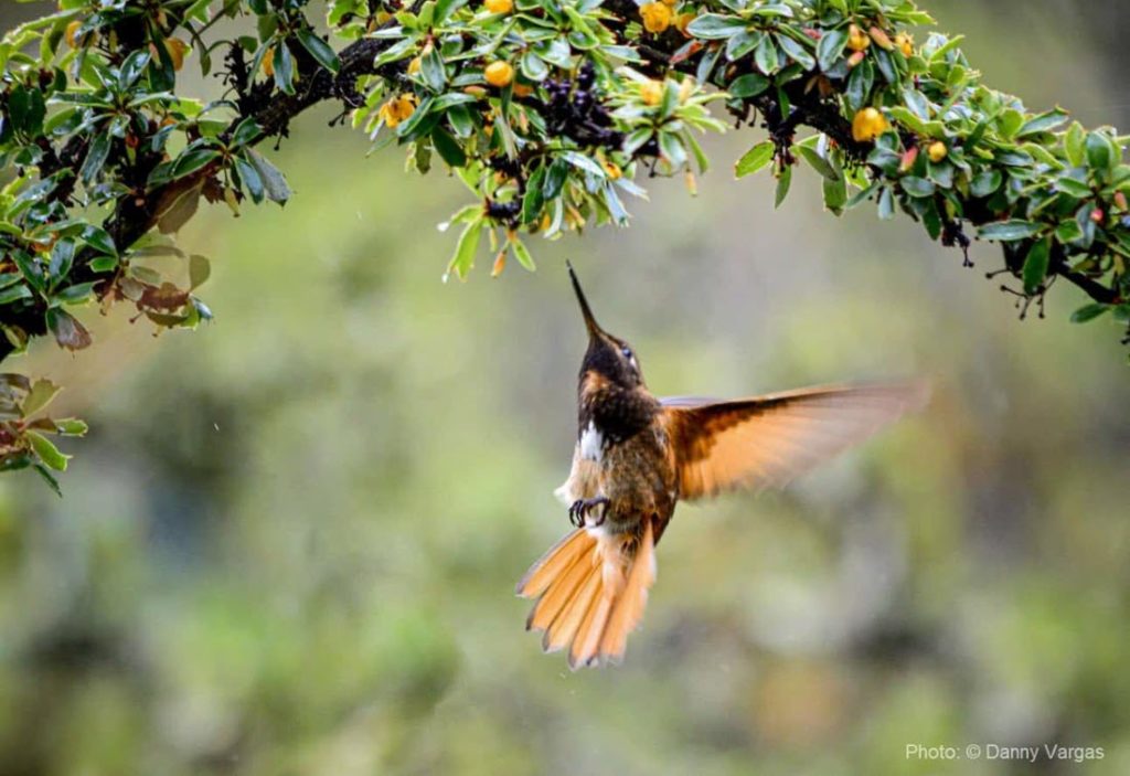 Avistamiento de aves en el Paso Abra Málaga en Cusco: El endémico Colibrí Rayo de Sol de Pelo Blanco