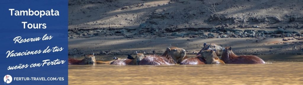 Una familia de carpinchos en las orillas del río de la Reserva de Tambopata. ¡Reserva tu tour por la selva!