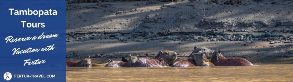 A family of Capybara on river banks of the Tambopata Reserve.  Book you jungle tour!  