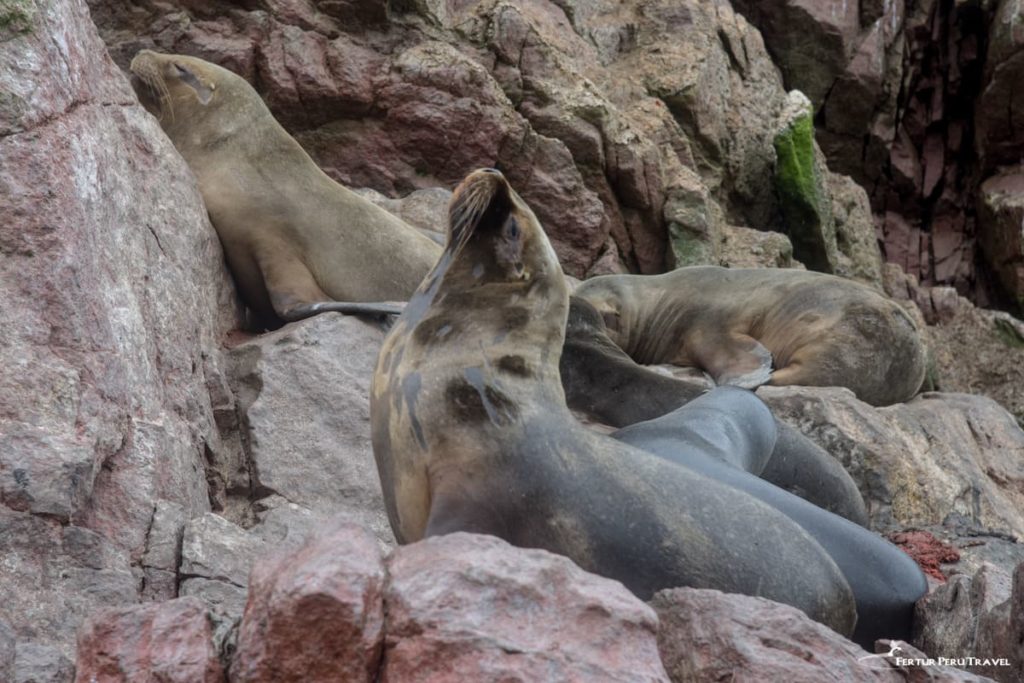 Paracas National Reserve coastline with wildlife