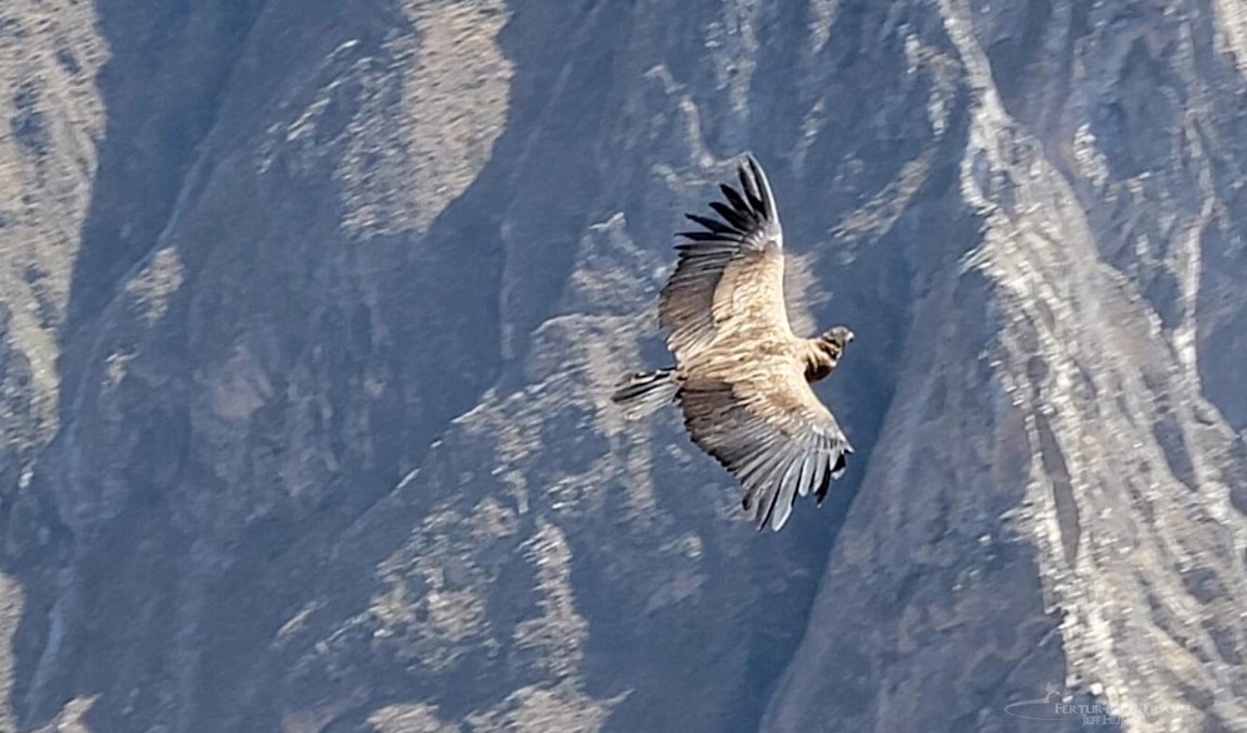 A majestic Andean condor soars over the Colca Canyon in Arequipa, Peru