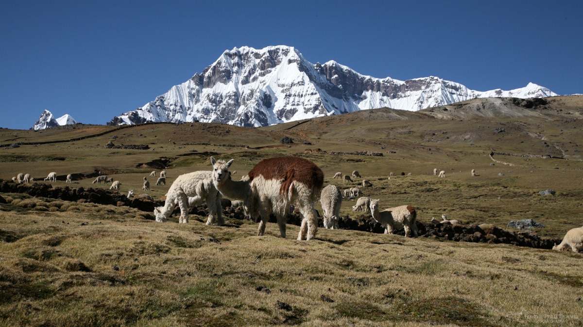 Andean Alpaca heard in Puno Peru