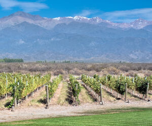 mendoza malbec vinyard