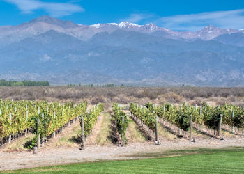 mendoza malbec vinyard