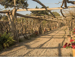 pisco vineyard tour ica