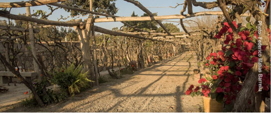 pisco vineyard tour ica