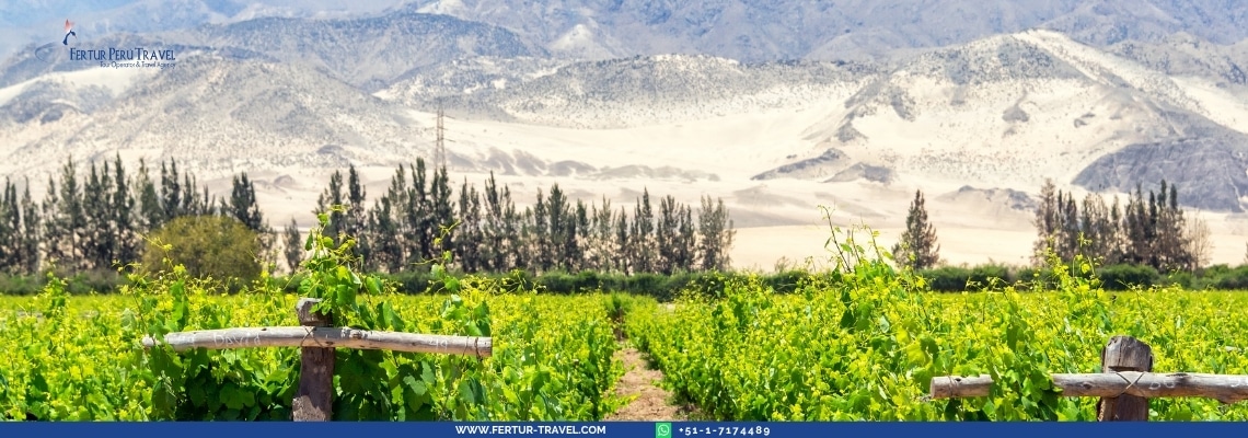 pisco and wine vineyard tours in ica peru