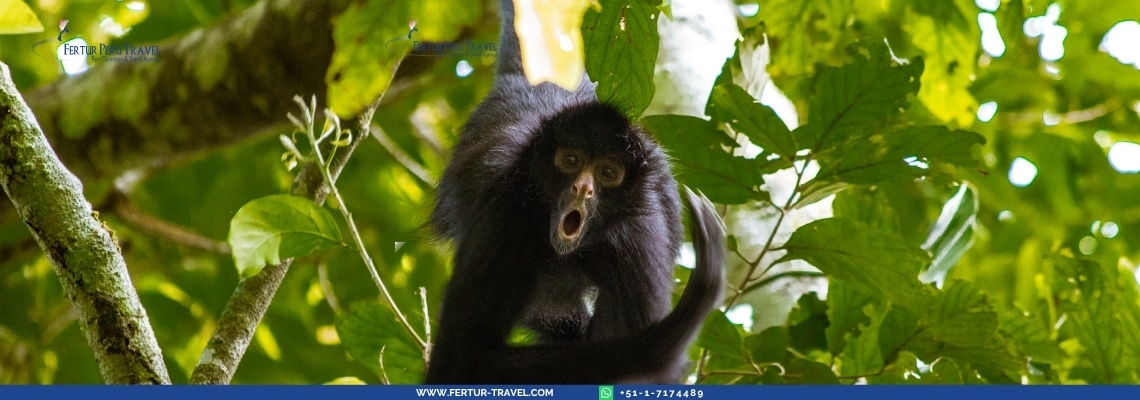 manu wildlife center 4 days fertur peru trave;