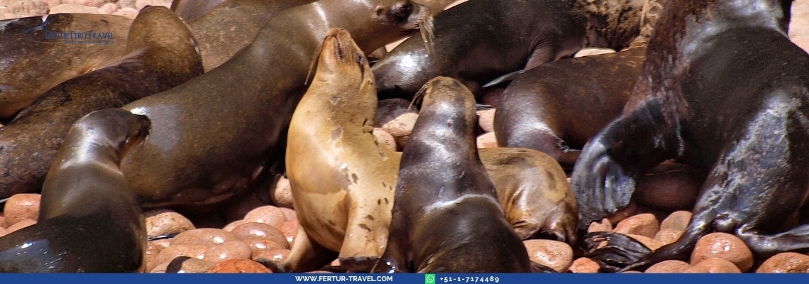 Sea lions congregate on the Ballestas Islands, Paracas, Peru