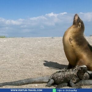 Galapagos Cruise 4 days: Close encounters with sea lions and unique wildlife. Explore Ecuador's enchanted islands with snorkeling and beach visits.
