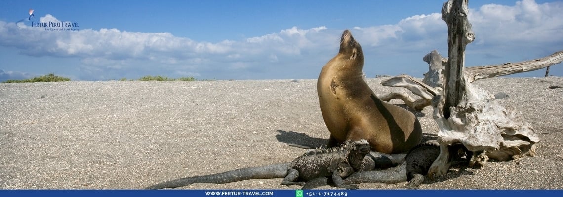 Galapagos Cruise 4 days: Close encounters with sea lions and unique wildlife. Explore Ecuador's enchanted islands with snorkeling and beach visits.