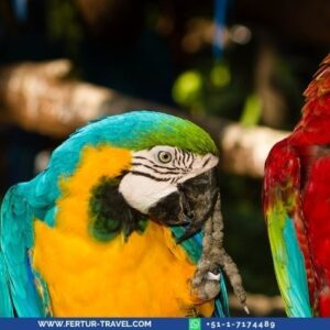 Explornapo Lodge image Macaws in Iquitos Peru