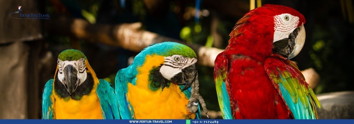 Explornapo Lodge image Macaws in Iquitos Peru